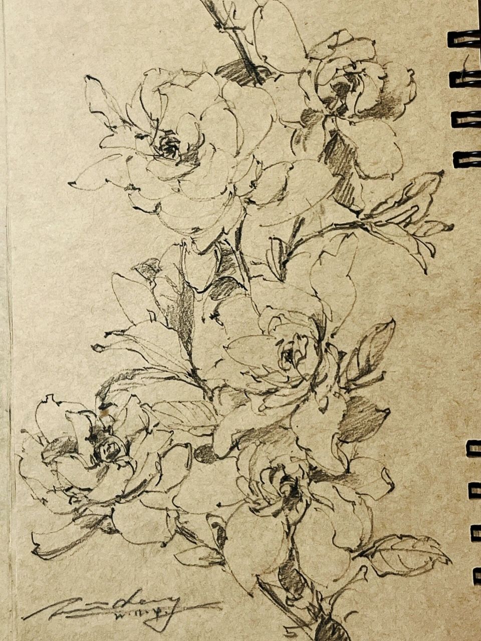 sketchbook|花卉速写 线描花卉 植物写生 今日份练习 栀子 素材来自