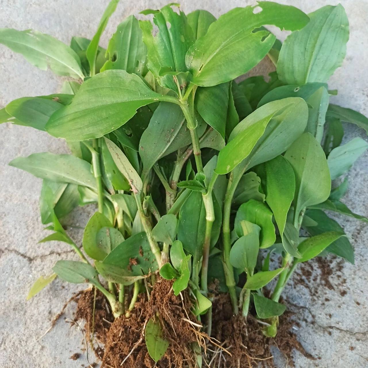 鸭舌草功效作用 功效与作用 清热解毒,凉血止血,消肿止痛 鸭舌草,既能