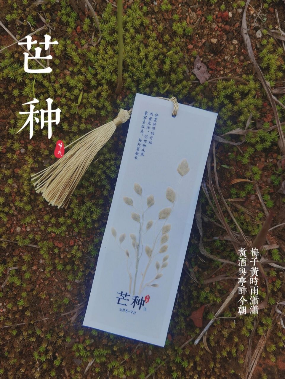节气书签|植物押花|芒种 这次用小判草代表收获又播种的芒种节气,愿