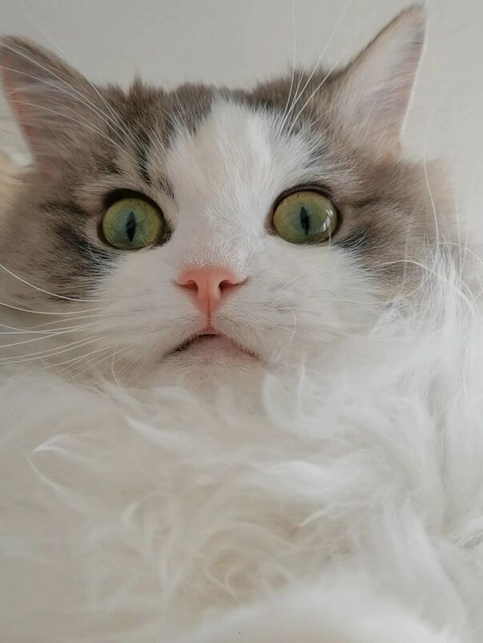 600块的布偶猫串串现状 小猫咪的美照,无美颜滤镜,原相机下的绿眼睛很