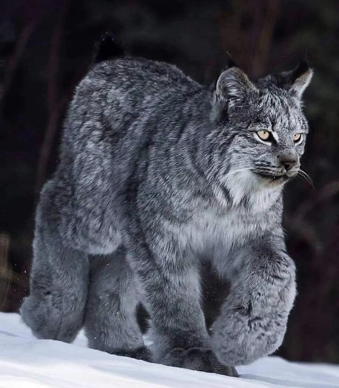 猞猁,缩小版百兽之王 猞猁(学名:lynx lynx),属于猫科,体型似猫而远