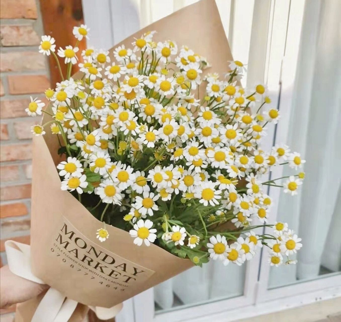 今日识花|超治愈的小清新小雏菊 洋甘菊 图一是小雏菊,图二是洋甘菊