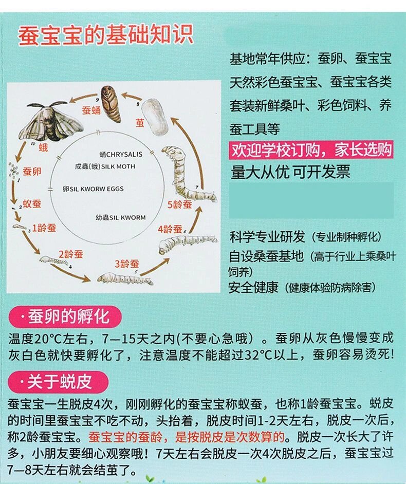 养蚕也有技巧-喂养篇 养蚕也有许多小技巧 收藏好74小蚕的喂养方式