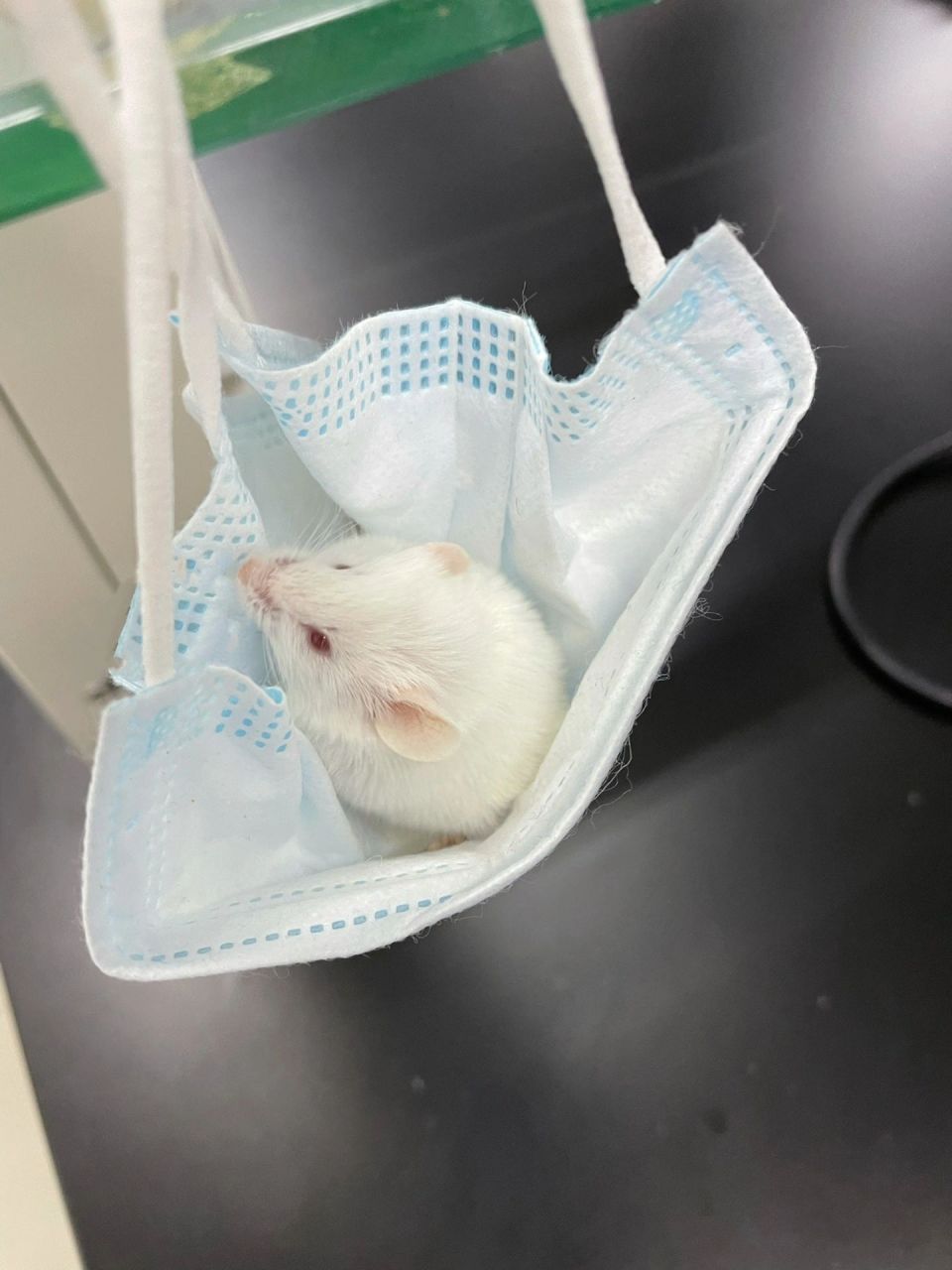 实验小白鼠 某位爱心同学不忍心用小白鼠做实验,把它放口罩吊篮里睡觉