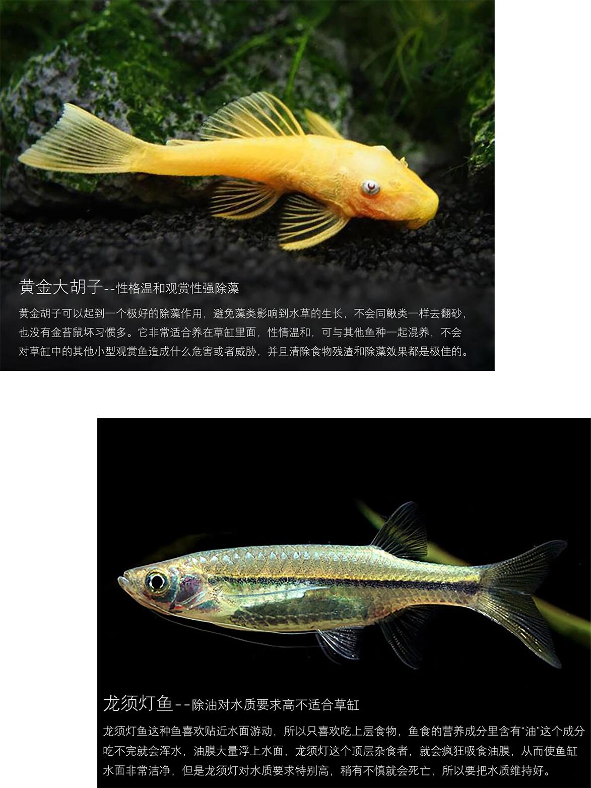 鱼缸除藻工具鱼,你选对了没!