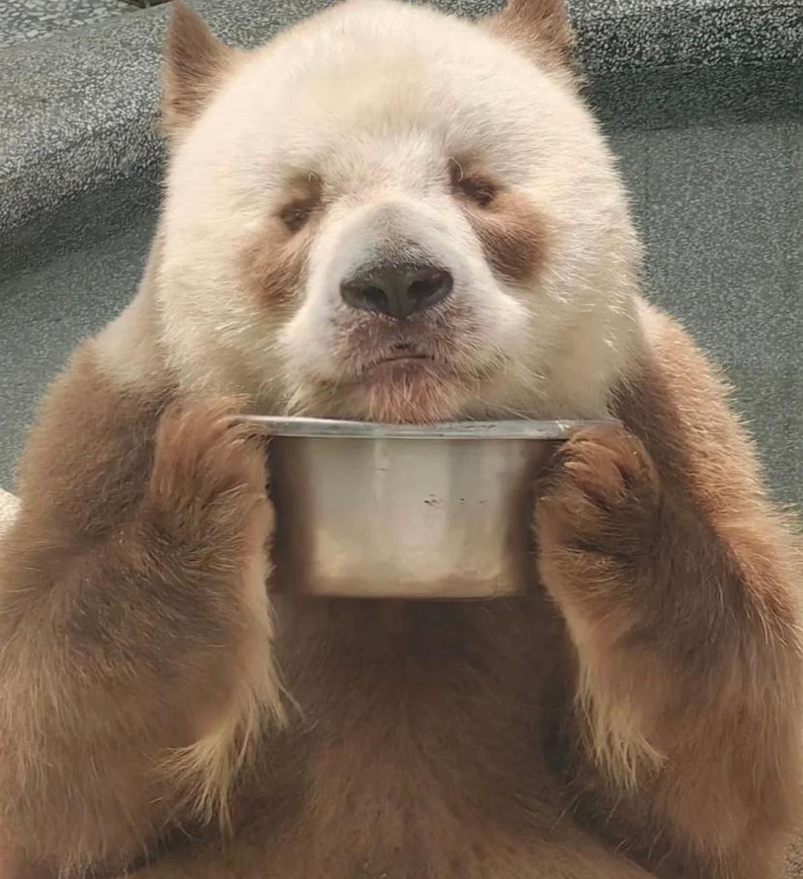 没想到大熊猫七仔是这样的彬彬有礼.