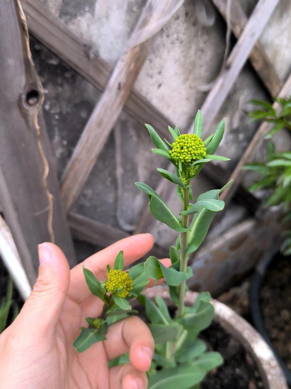 记录乌斯玛草的成长过程反反复复两三年好像终于开始开花了 2022年9月