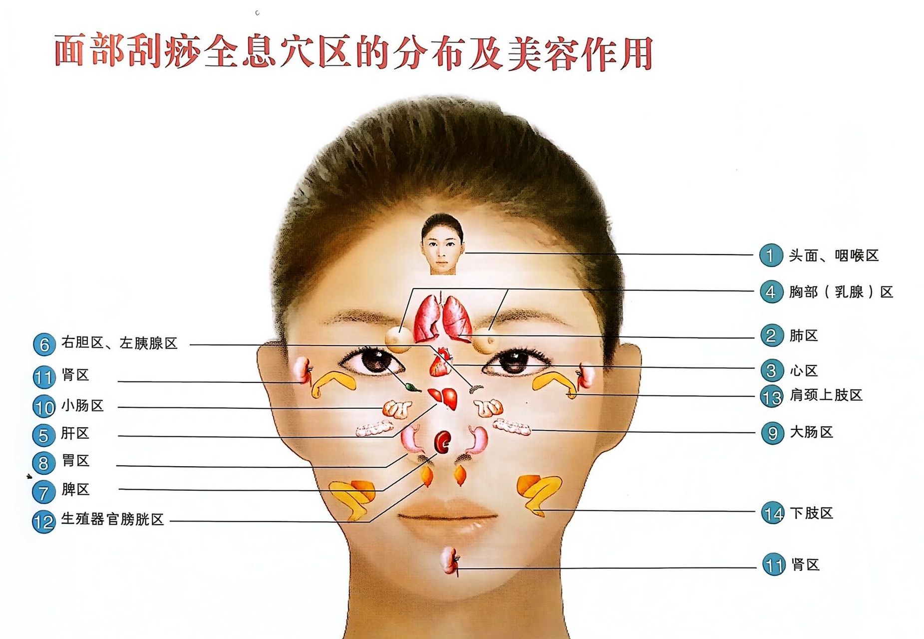 面部刮痧图解教程图片