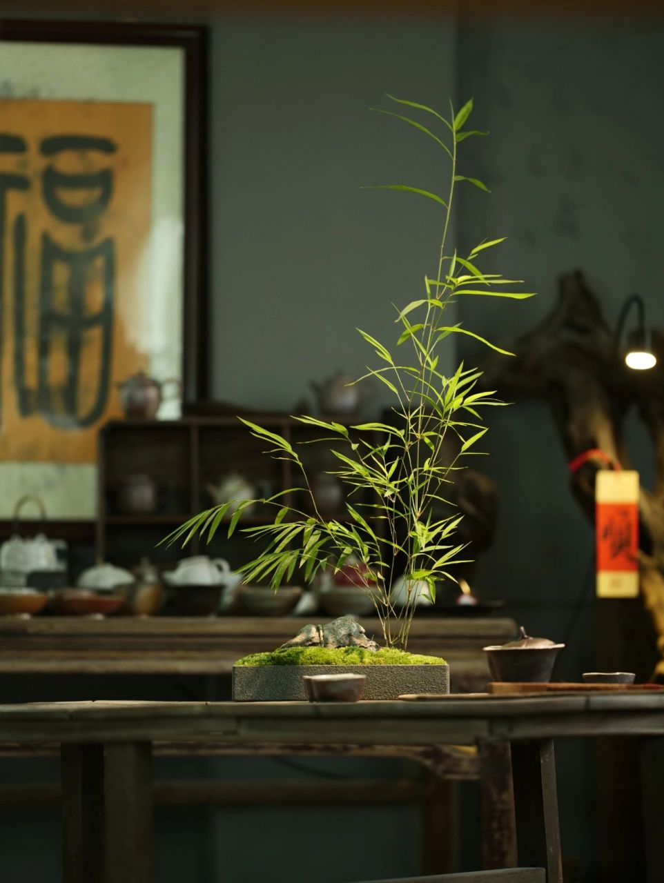 大美内门竹|共赏 初养内门竹过程也是按照常规养竹