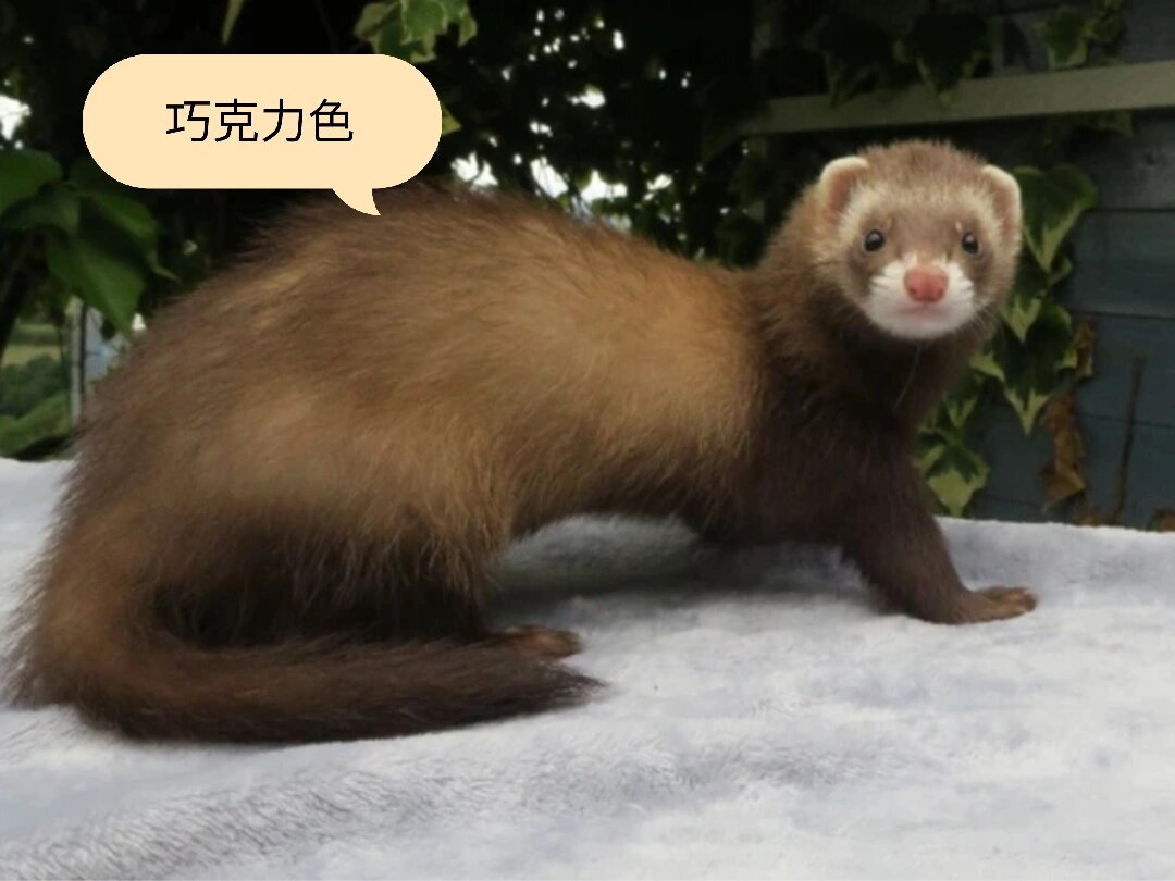 7815雪貂的种类以及挑选分享