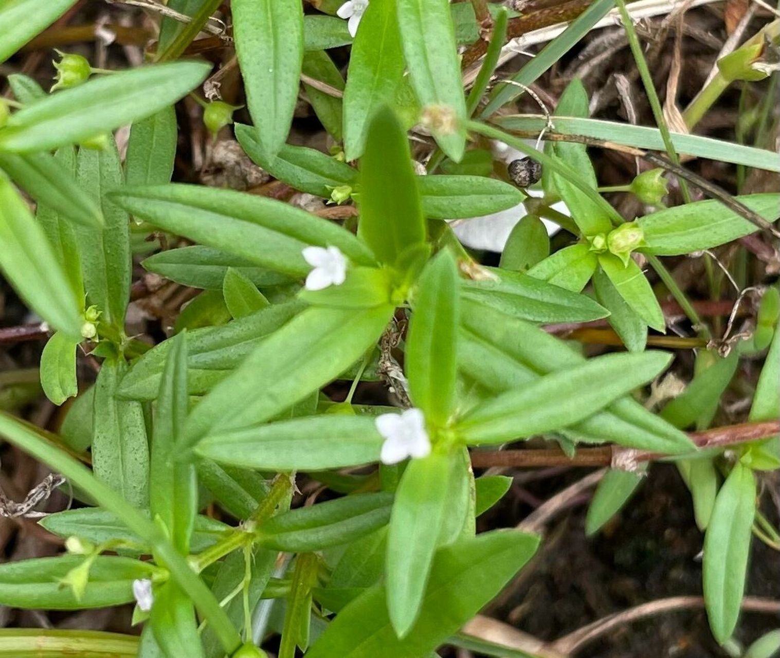 每天学习一种植物12|伞房花耳草/水线草 伞房花耳草 茜草科	非洲耳草