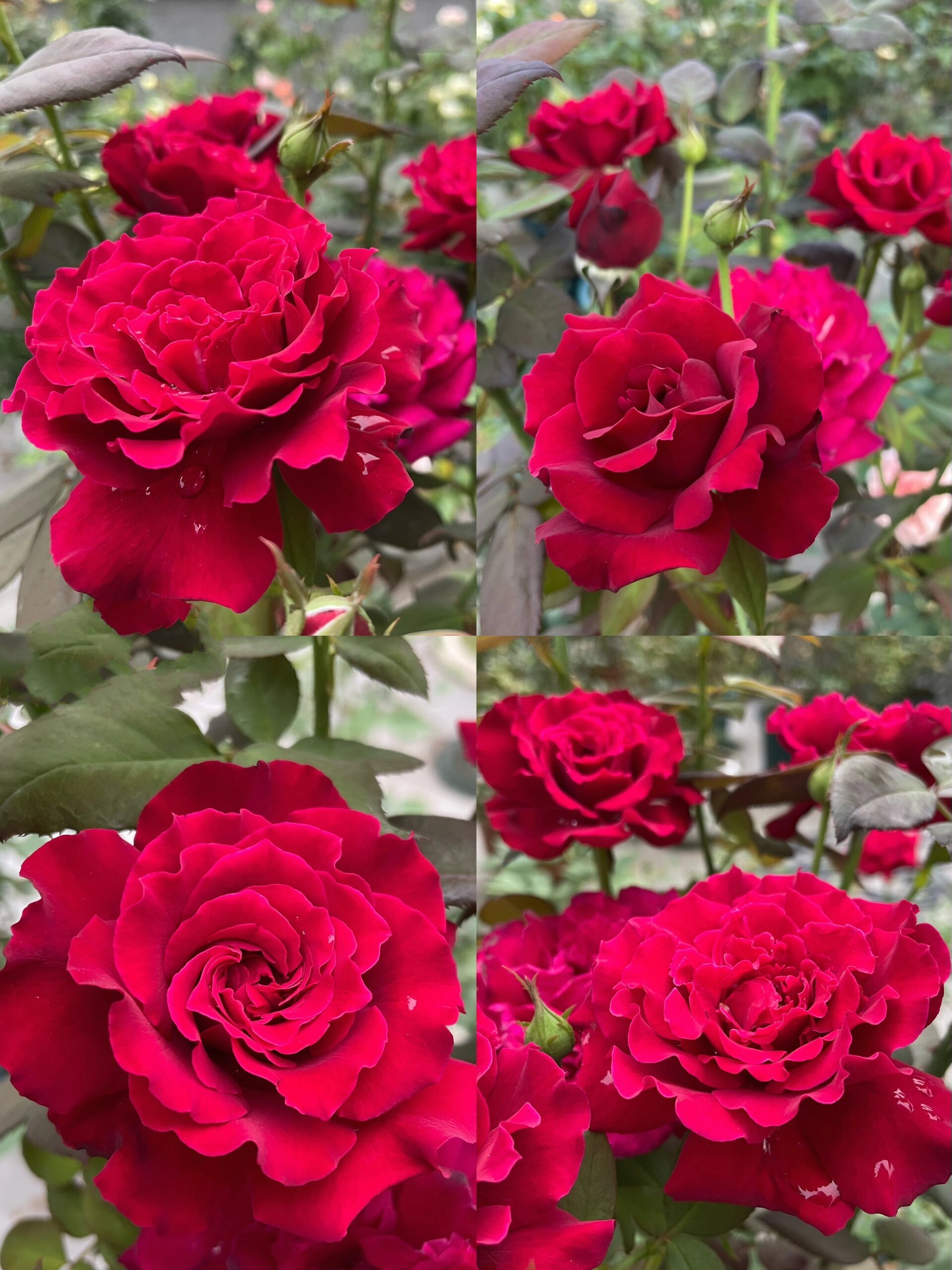 红红火火 浓香飘逸型 红丘月季 这个是红丘/ 天家胭脂 月季,河本培育