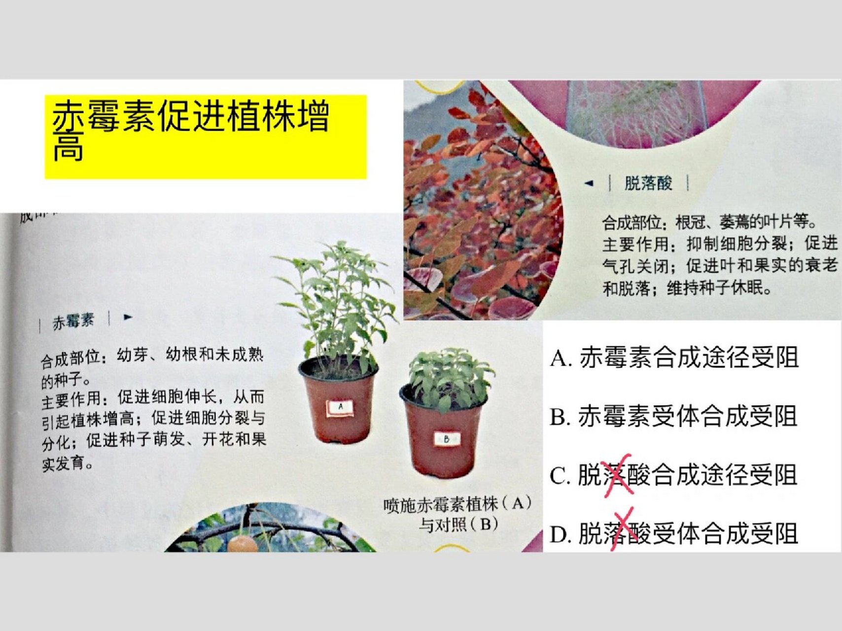 高中生物激素
  第2张 高中生物激素
  第2张