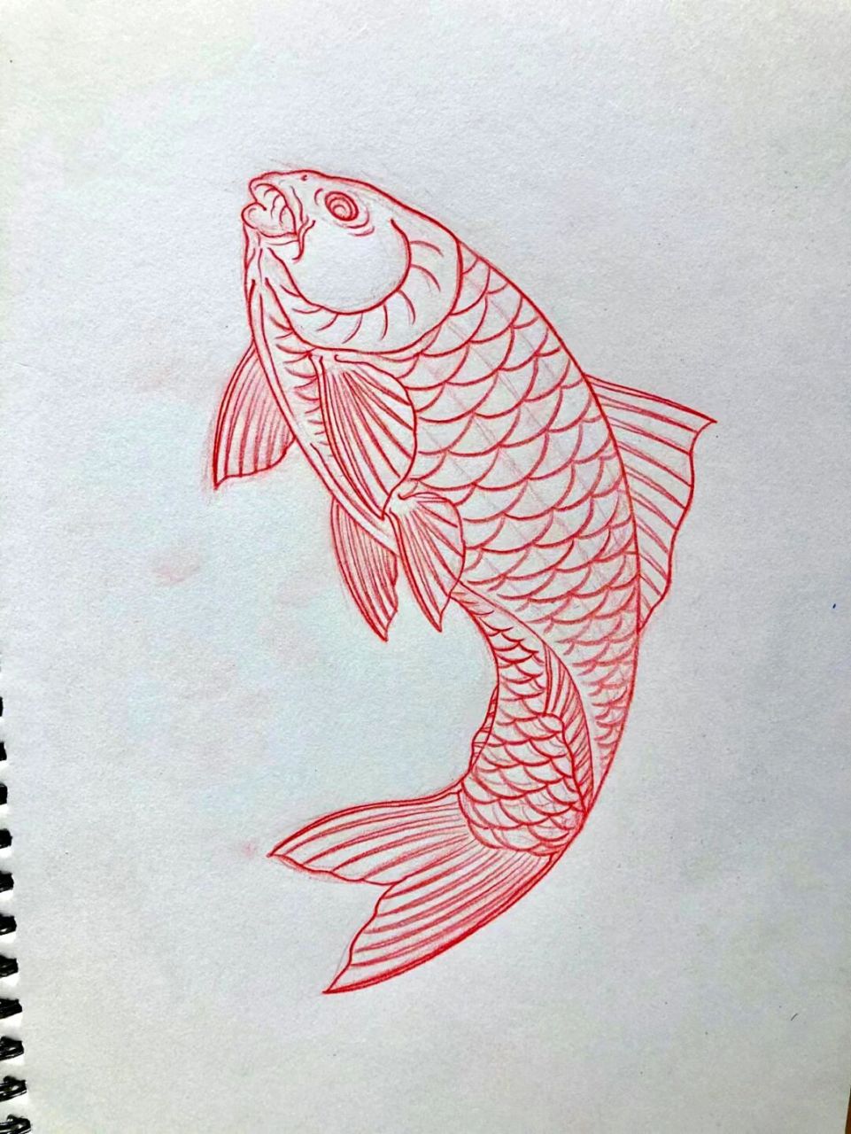 《南流五部曲》鲤鱼 《南流五部曲》鲤鱼画法 线上6班画的鲤鱼,干净