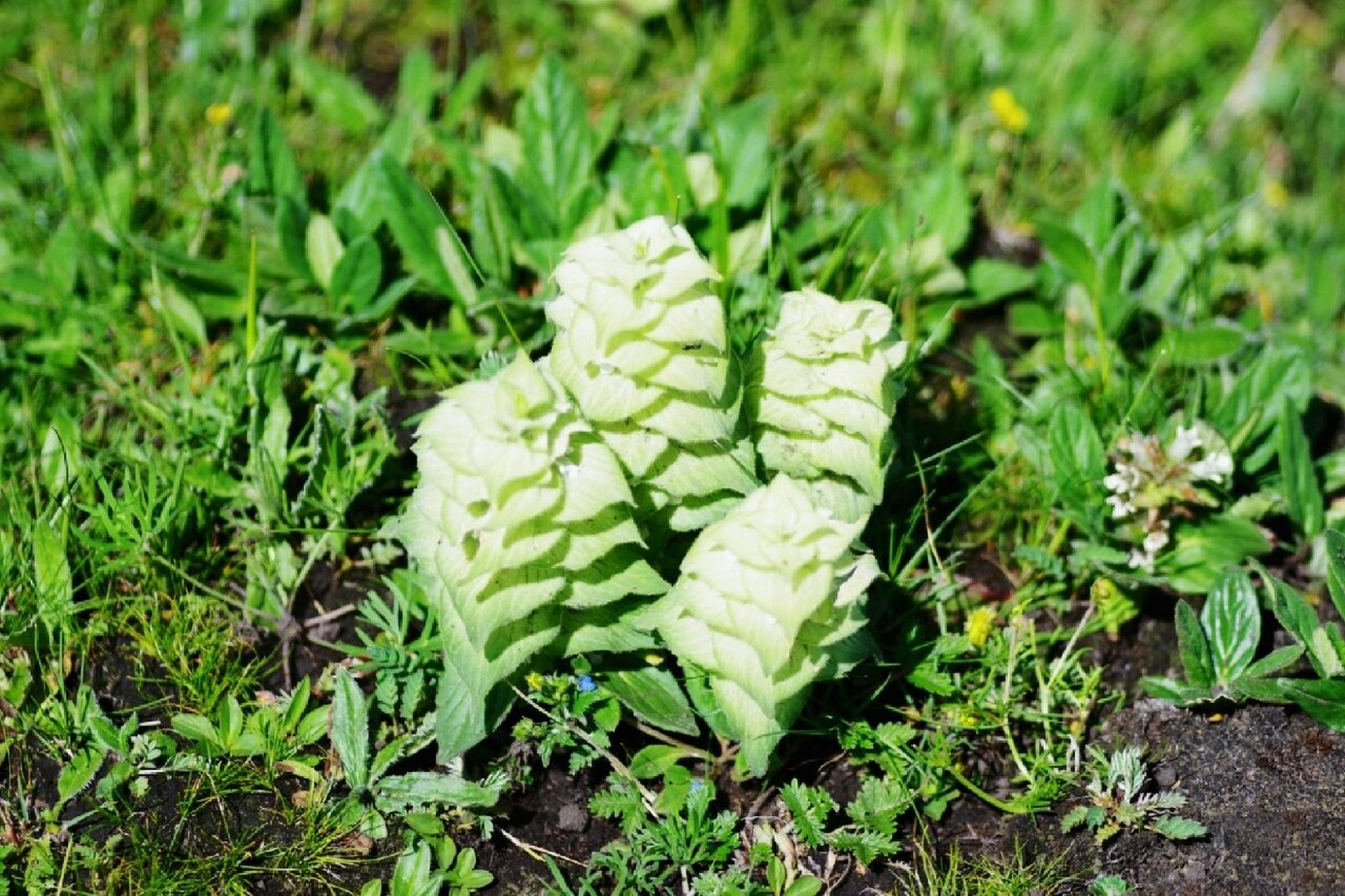 白苞筋骨草91 白苞筋骨草91(学名:ajuga lupulina)为唇形科筋骨草