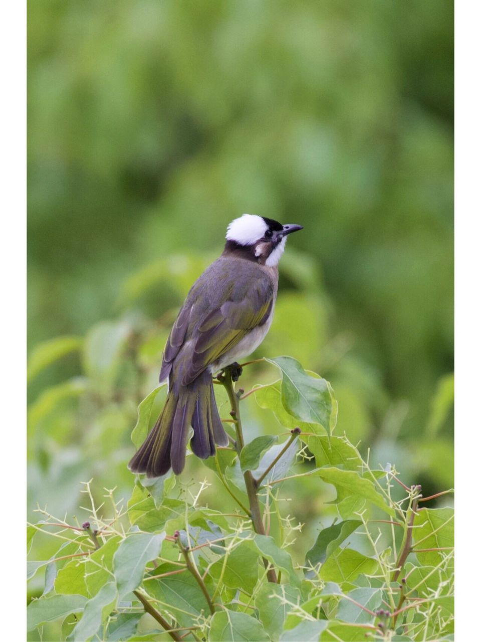 白头翁,这个鸟叫起来很好听. 继续窗外拍鸟92,惦记拍这个鸟很久.