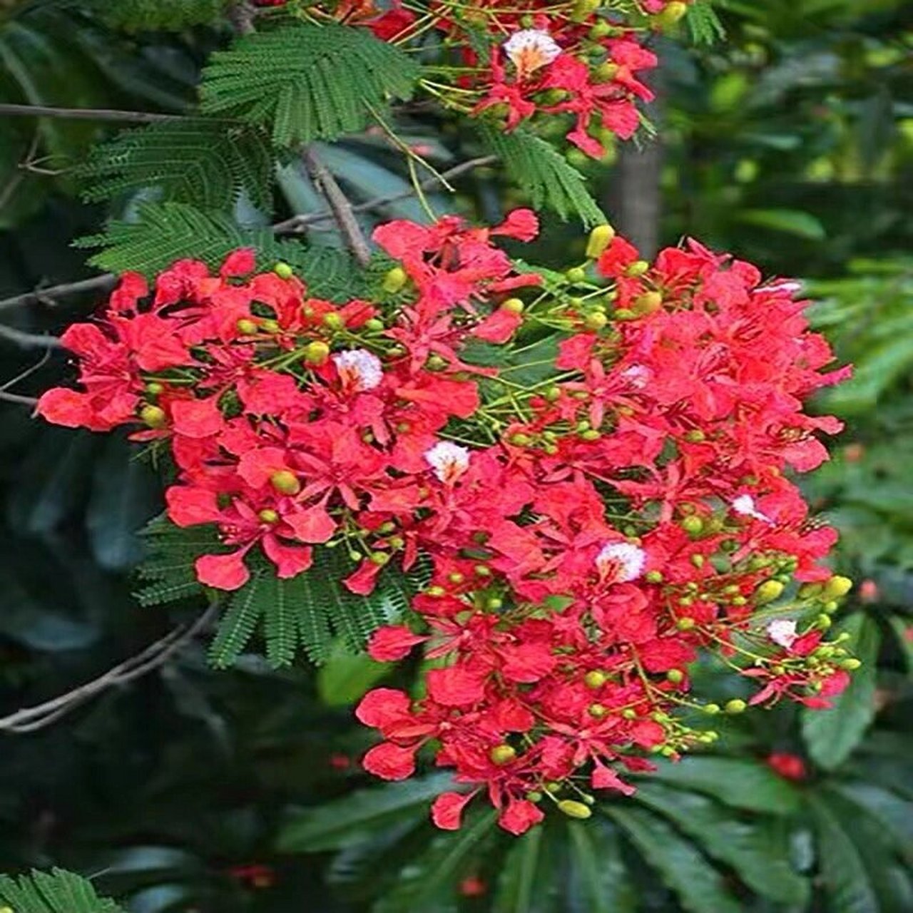 凤凰木树苗庭院风景树四季好养 别墅庭院树木,门前之树,非洲称为许愿