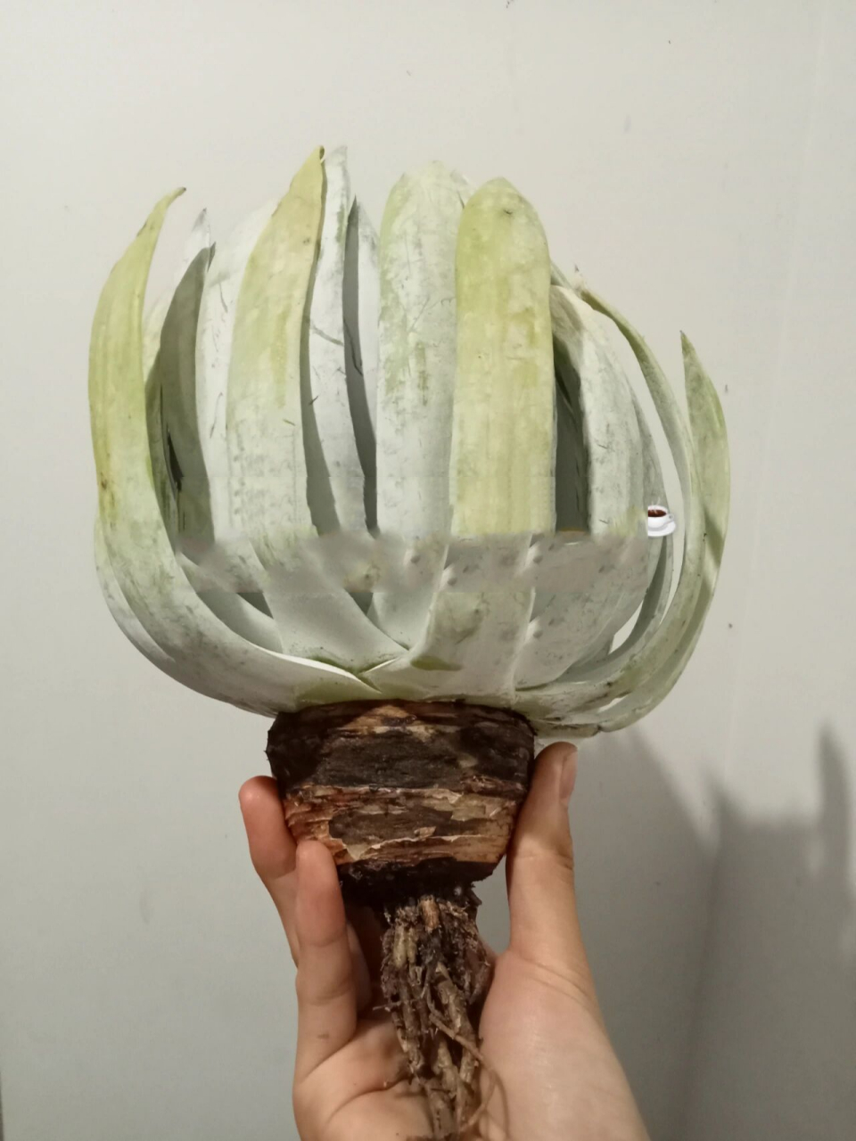 养5年的雪奴仙女杯今天换盆了 这是一组颇有年代的"老照片",怀念我入