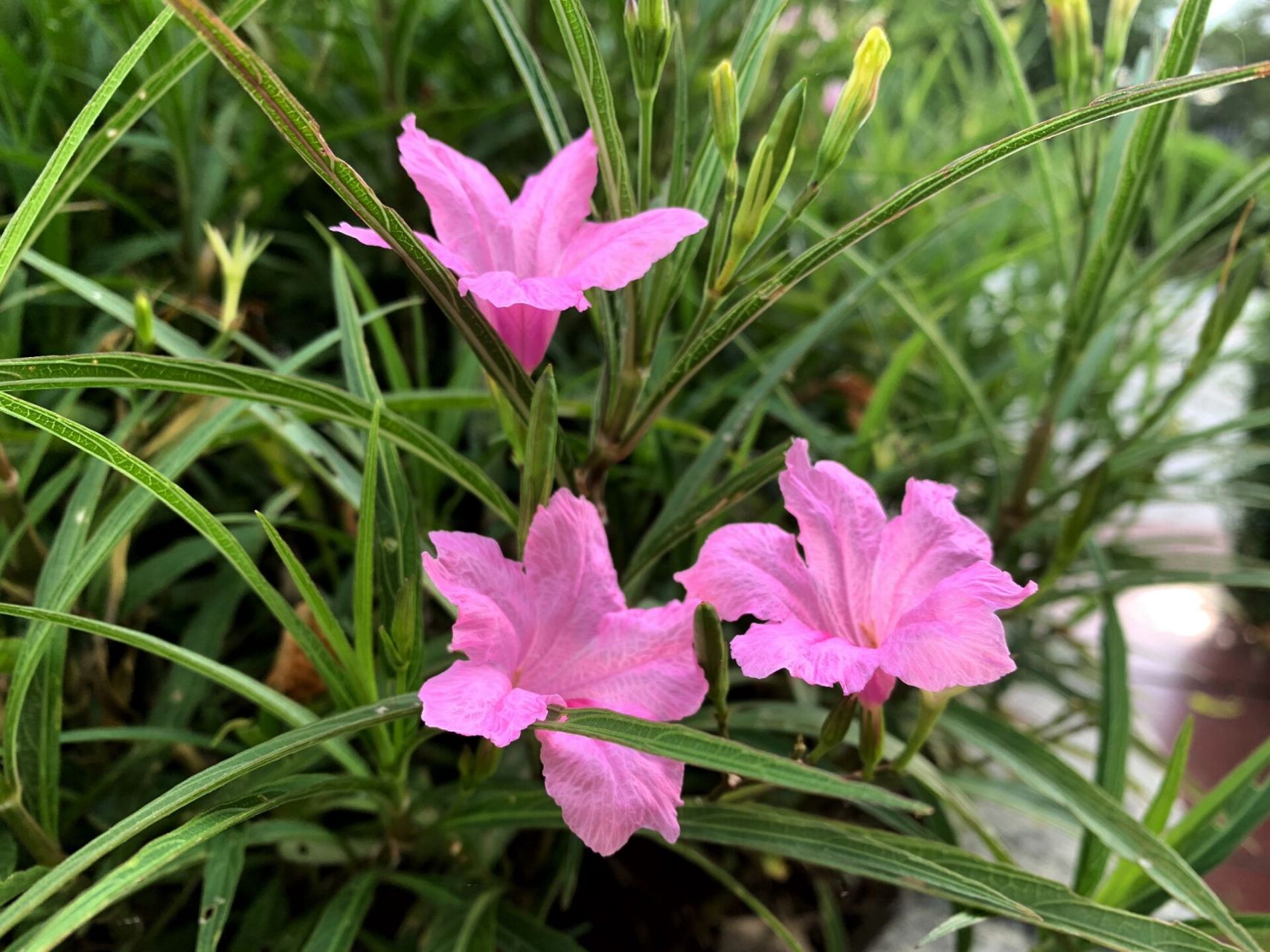 粉色紫色芦莉花