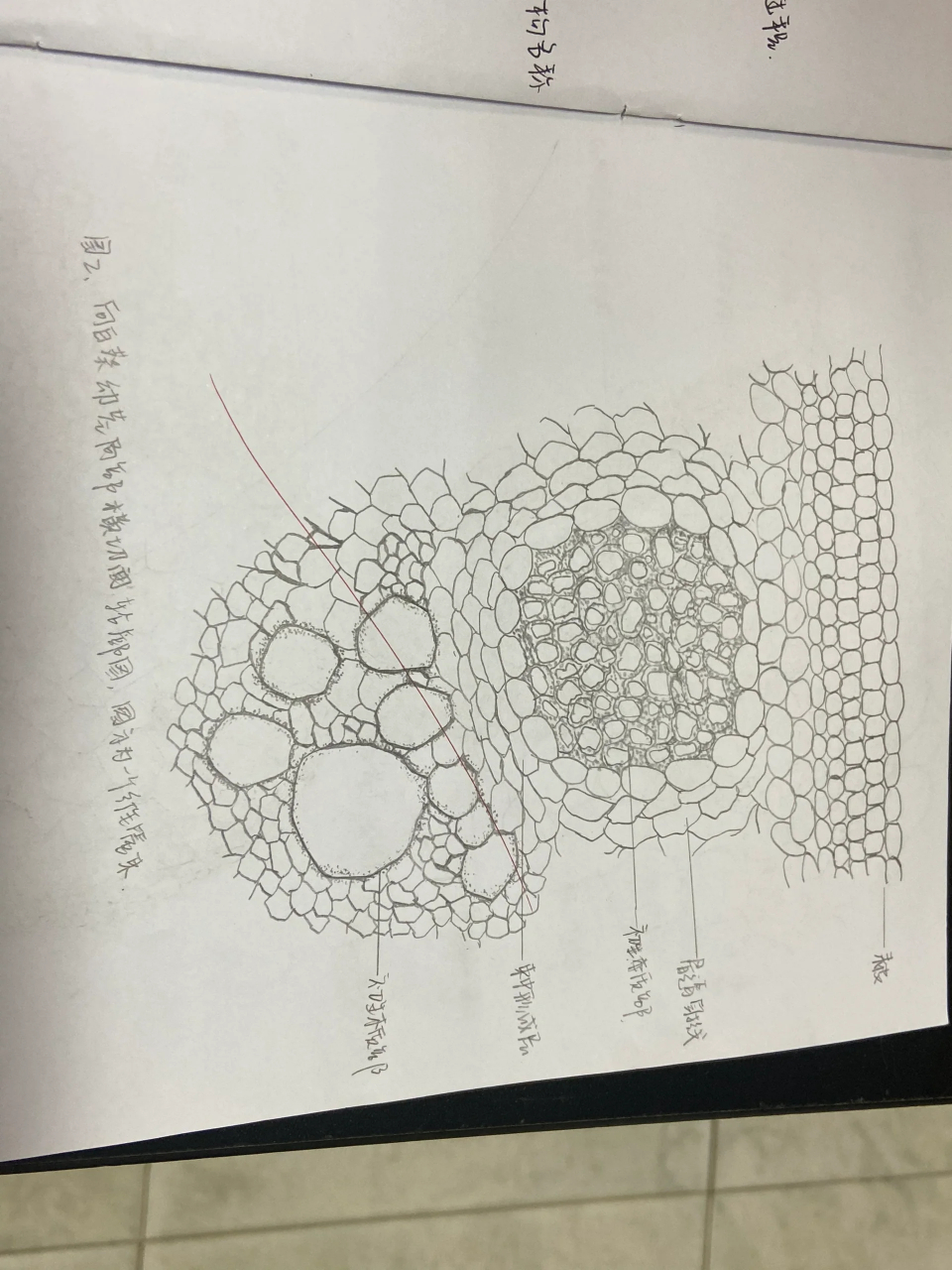 玉米根横切结构图描述图片