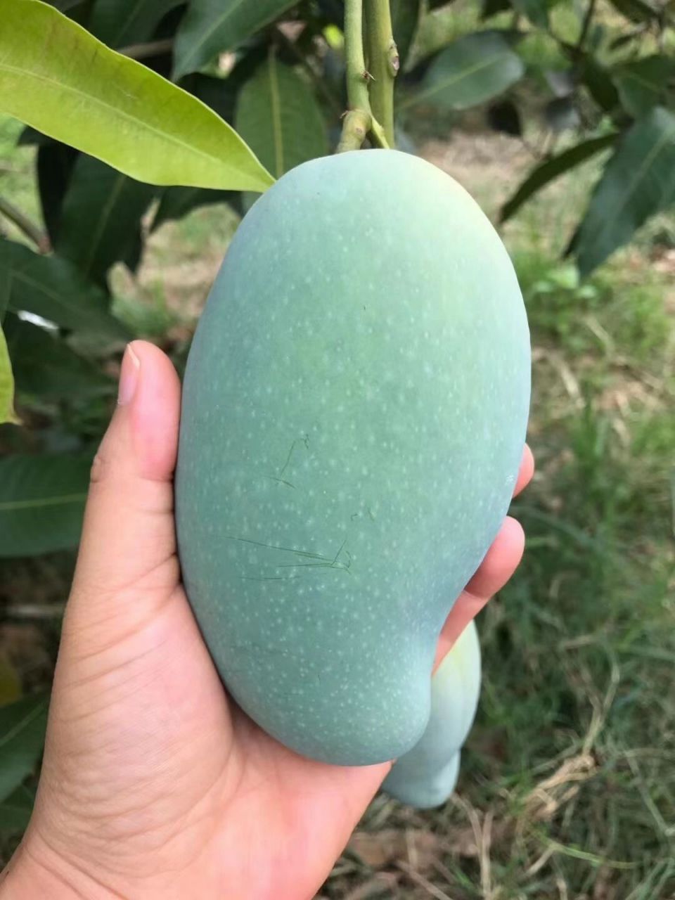 真真z好吃的芒果 广西田东桂七芒果 大桂七特有的标志: 外观呈s形,有