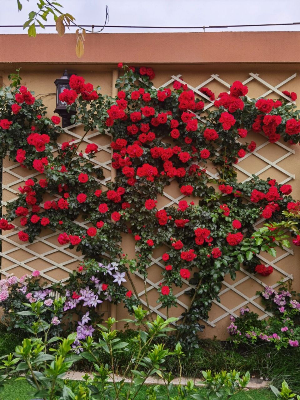 国产月季鲁硕红表现很优秀,抗病,多花!