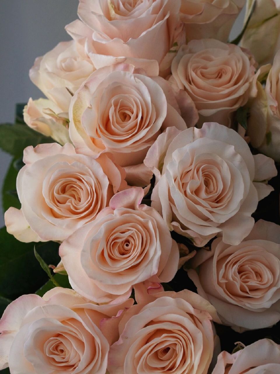 【辛西娅玫瑰】 |清新脱俗的少女感玫瑰 戳中少女心的玫瑰来啦,清新