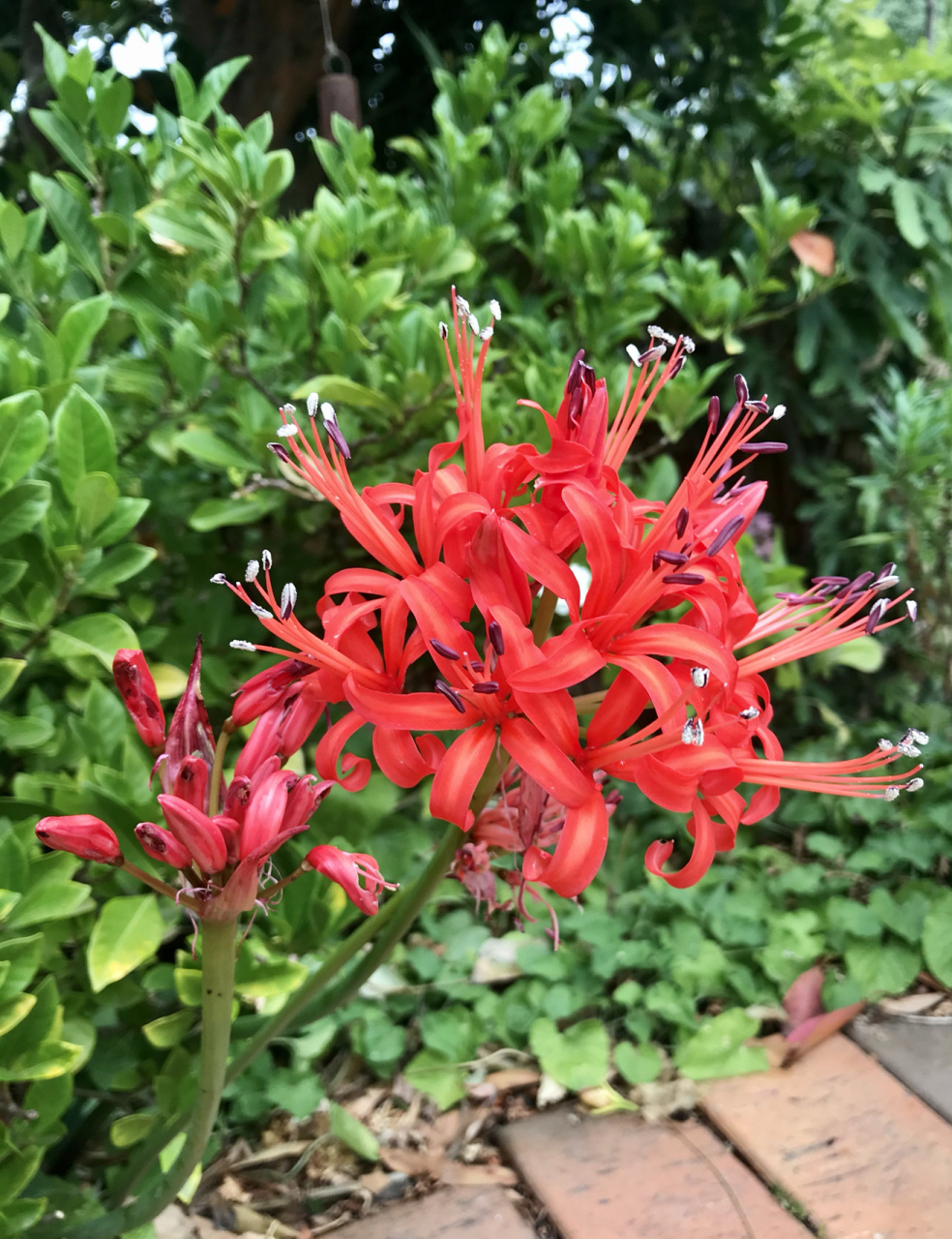 石蒜花 又名龙爪花