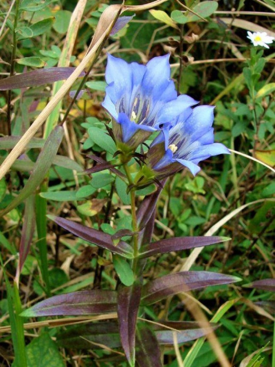 又名:陵游,草龙胆,龙胆,山龙胆,苦龙胆草,地胆草,胆草,四叶胆 性味