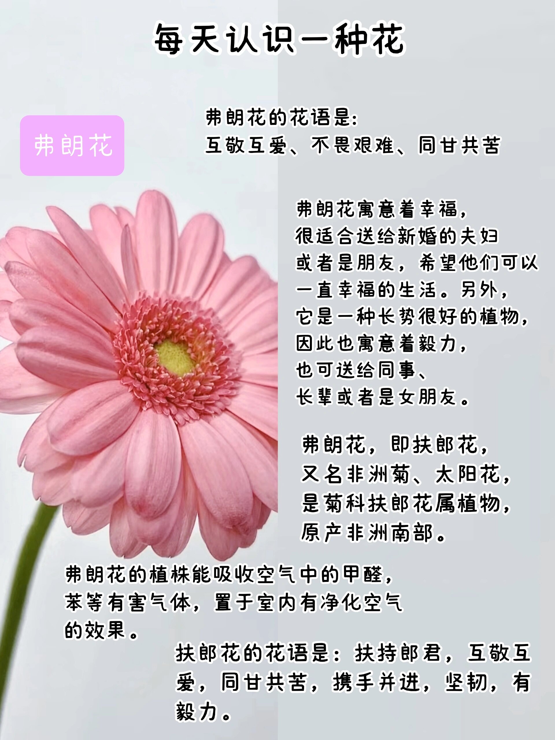 每天认识一种花