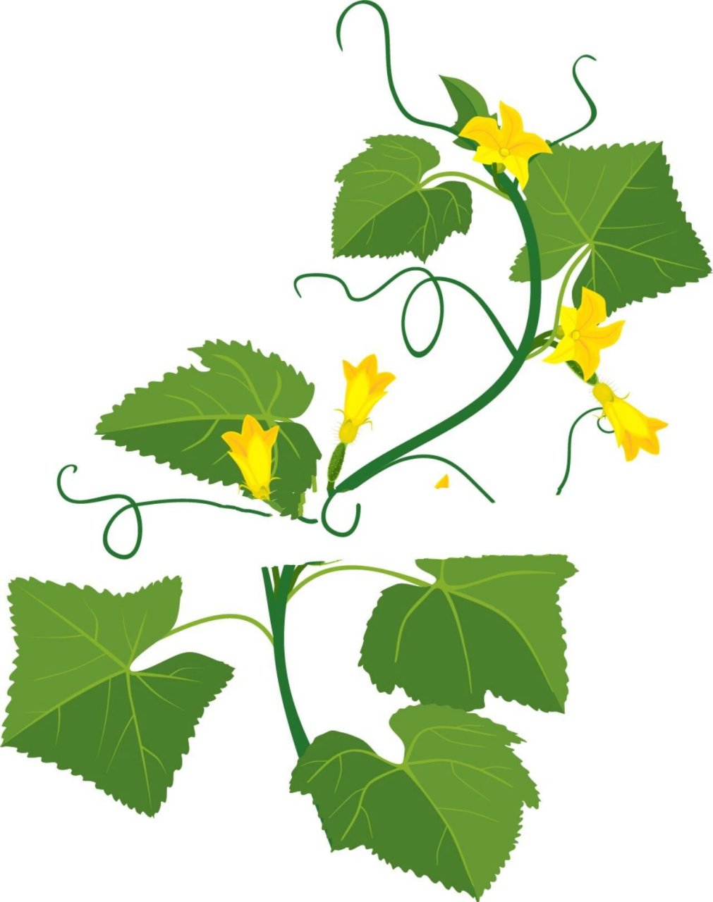 植物黄瓜成长过程图