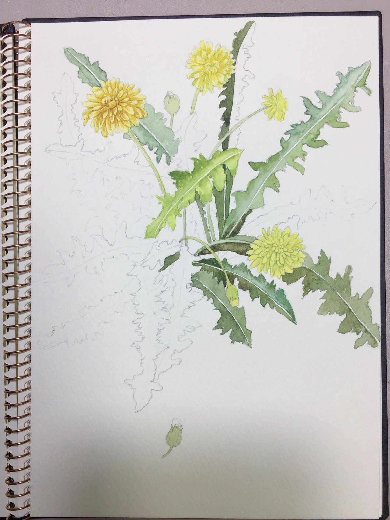 水彩蒲公英(附过程图)每日一绘 #水彩画教程# #绘画日常# #寻找小红书