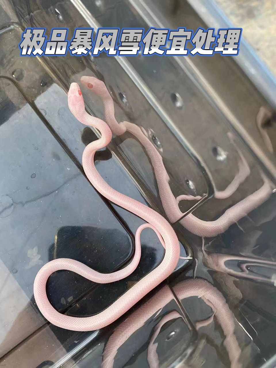 便宜处理一条极品暴风雪玉米蛇价格实惠 便宜处理一条极品暴风雪玉米