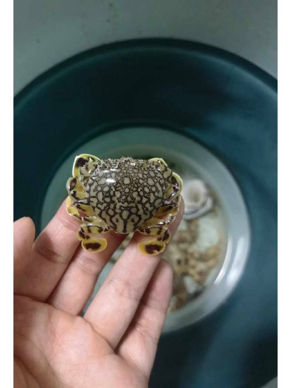 胜利黎明蟹 也是今天赶海的意外收获,小小一只,离水腿就会收起来