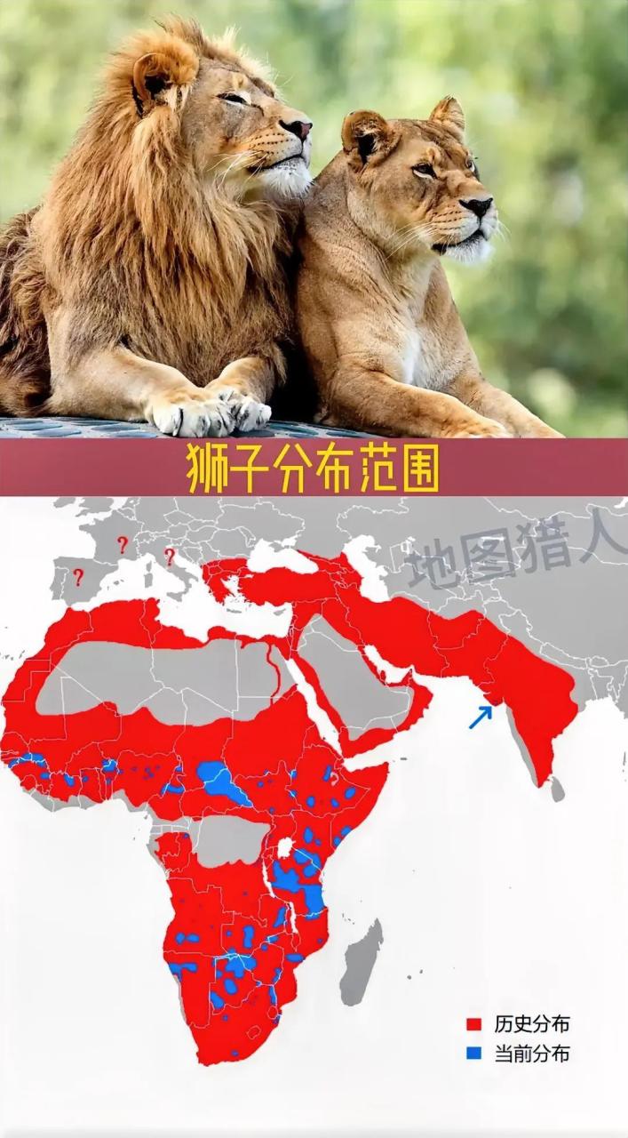全球狮子分布范围,缩减了80%的区域!