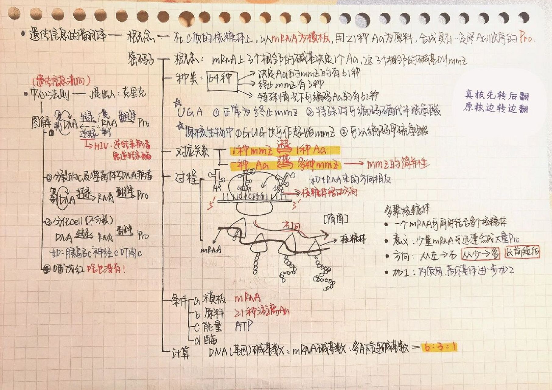 基因表达调控思维导图图片