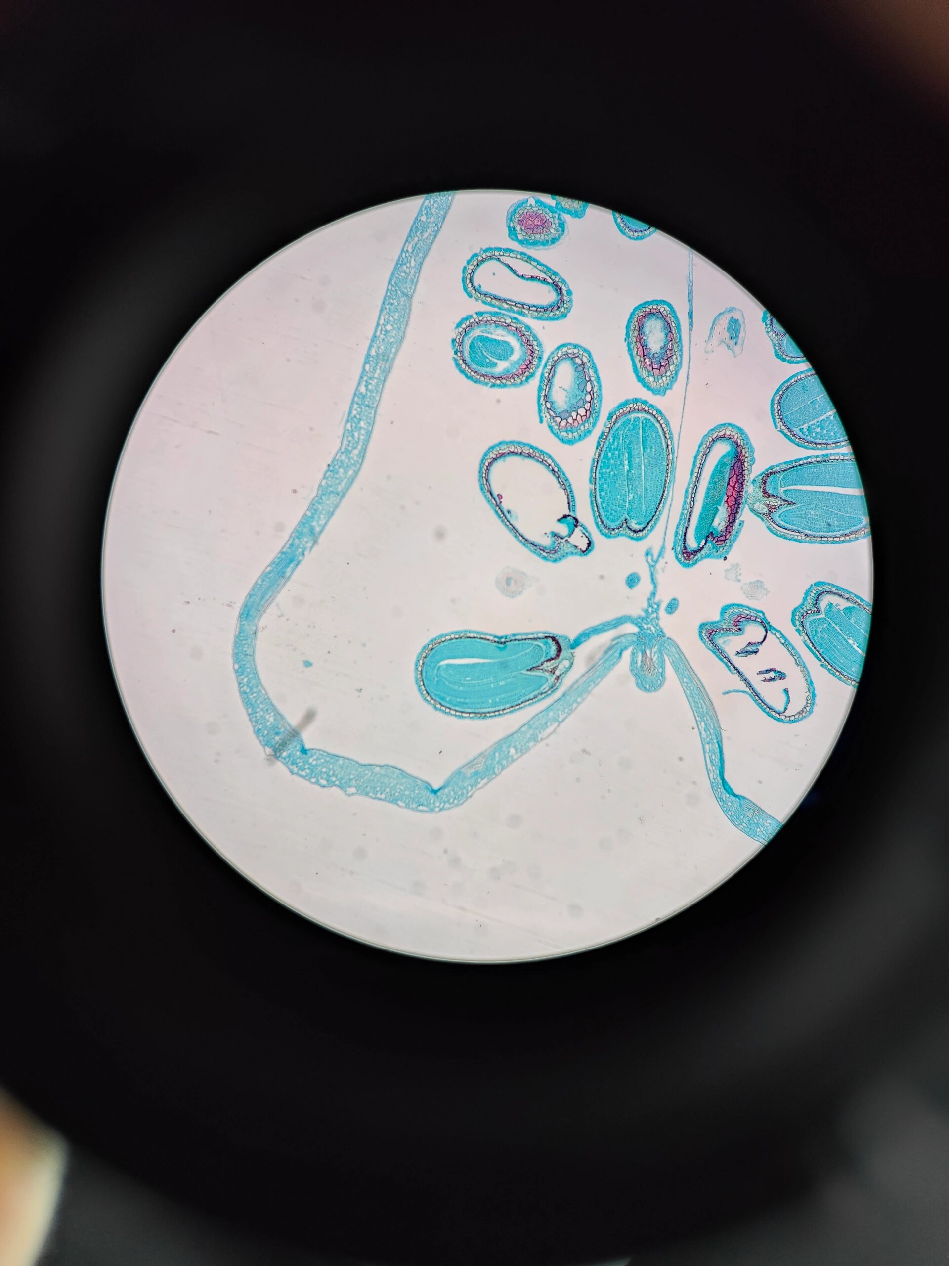 10.17 荠菜成熟胚切片