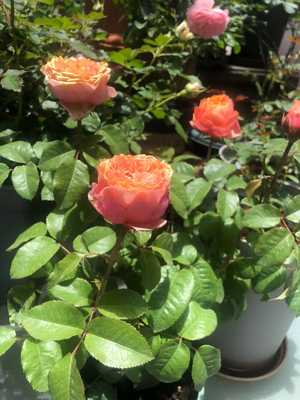 适合两广地区的温柔珊瑚心月季 花如其名 珊瑚色花心外层花瓣枚粉色