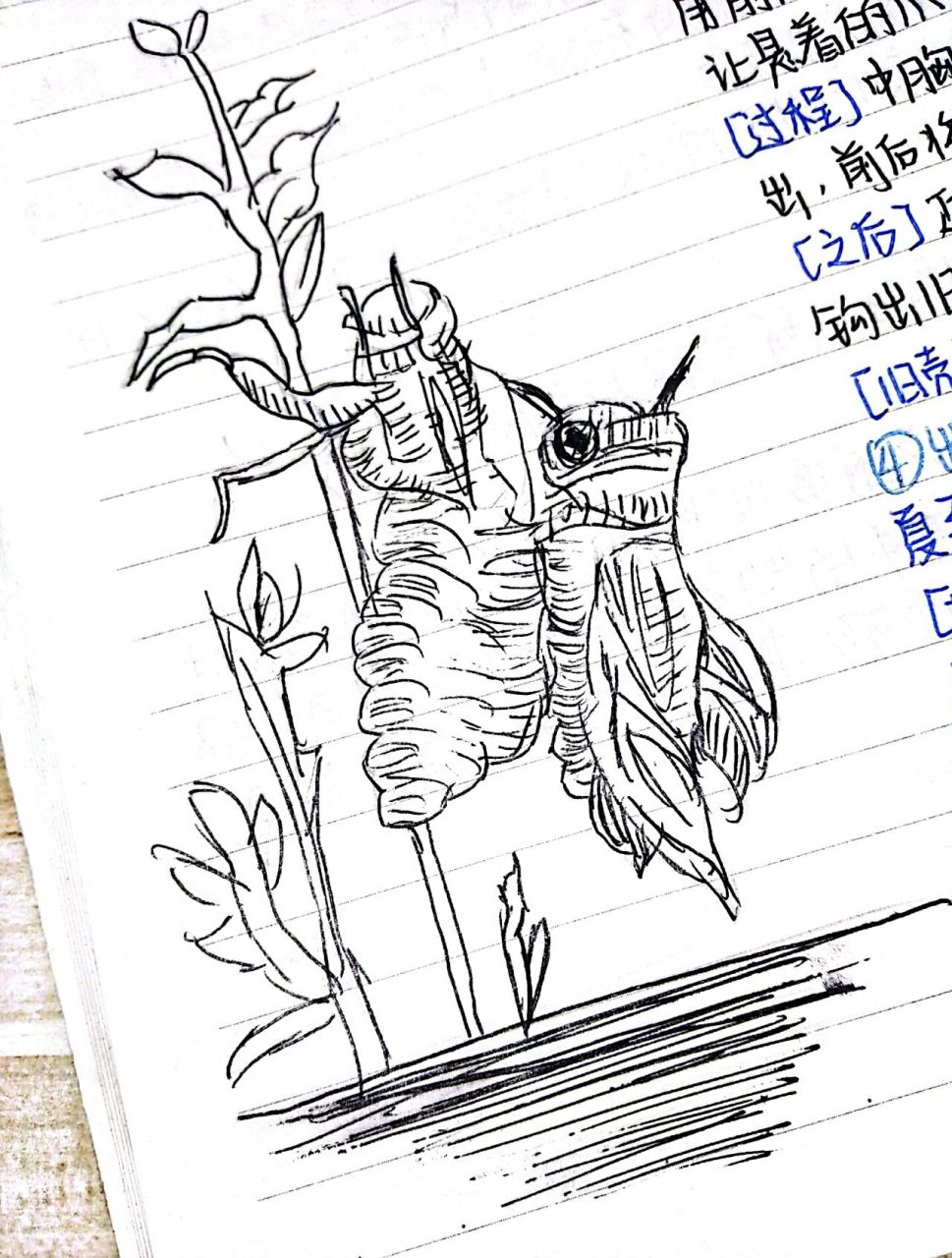 昆虫档案—蝉 78昆虫记的档案来了,今天是蝉哈 7315