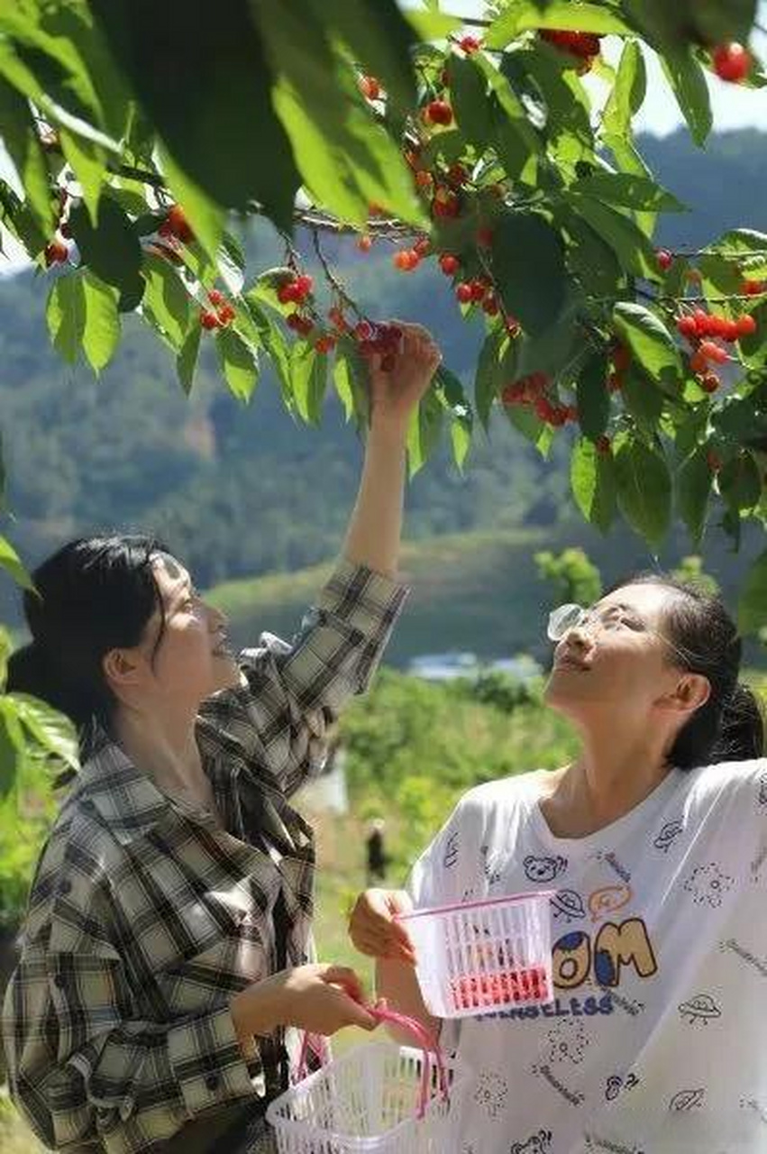 攀枝花头条攀枝花米易樱桃红了!