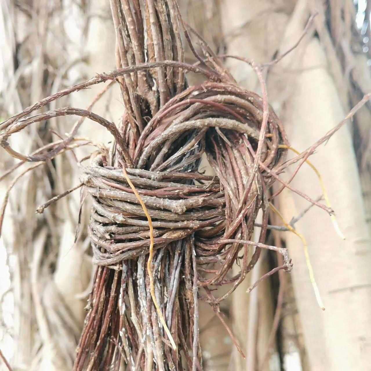 有时候因为长在路边的这种榕树须须太多,就会被一