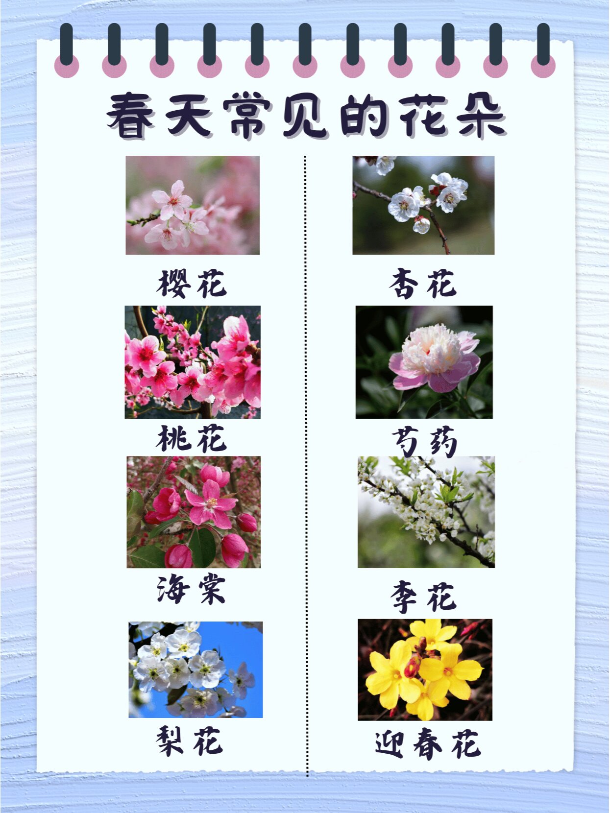 春天的植物名字图片