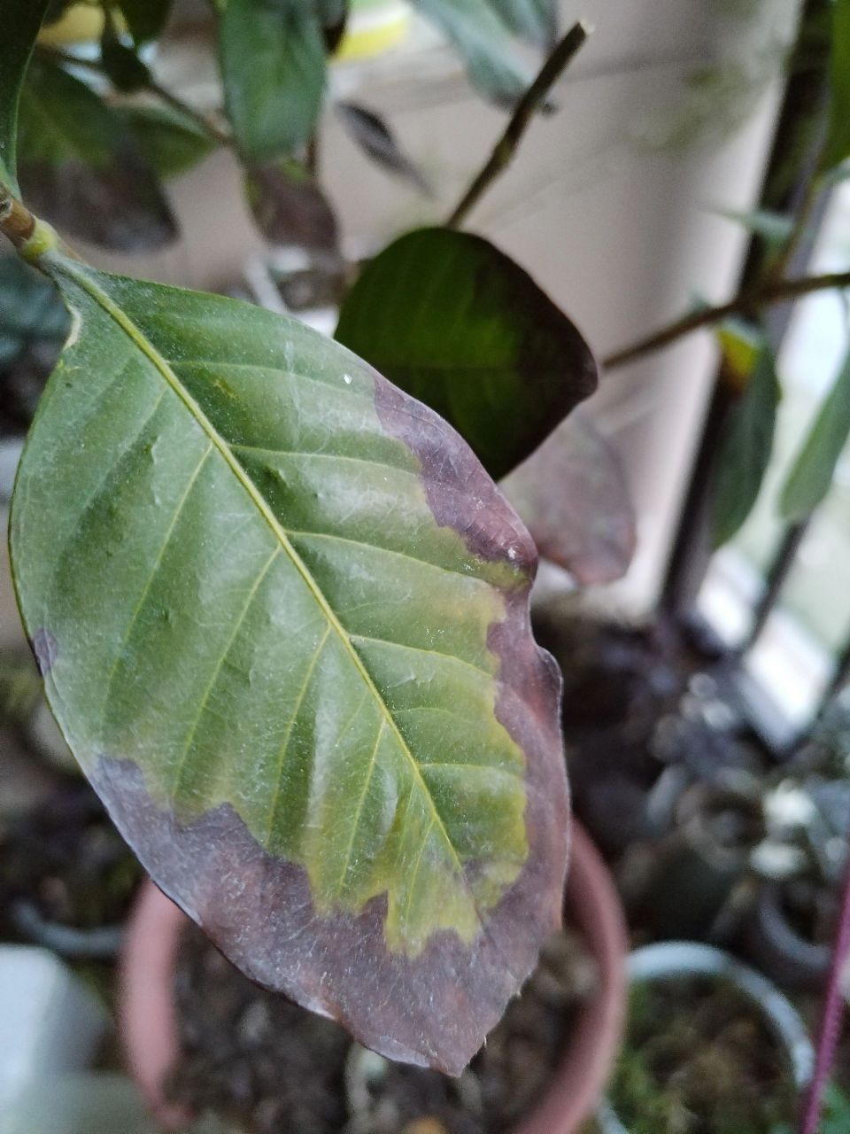 栀子花叶片焦边是什么原因 阳台朝南,如果出太阳,一天的光照有6-8个