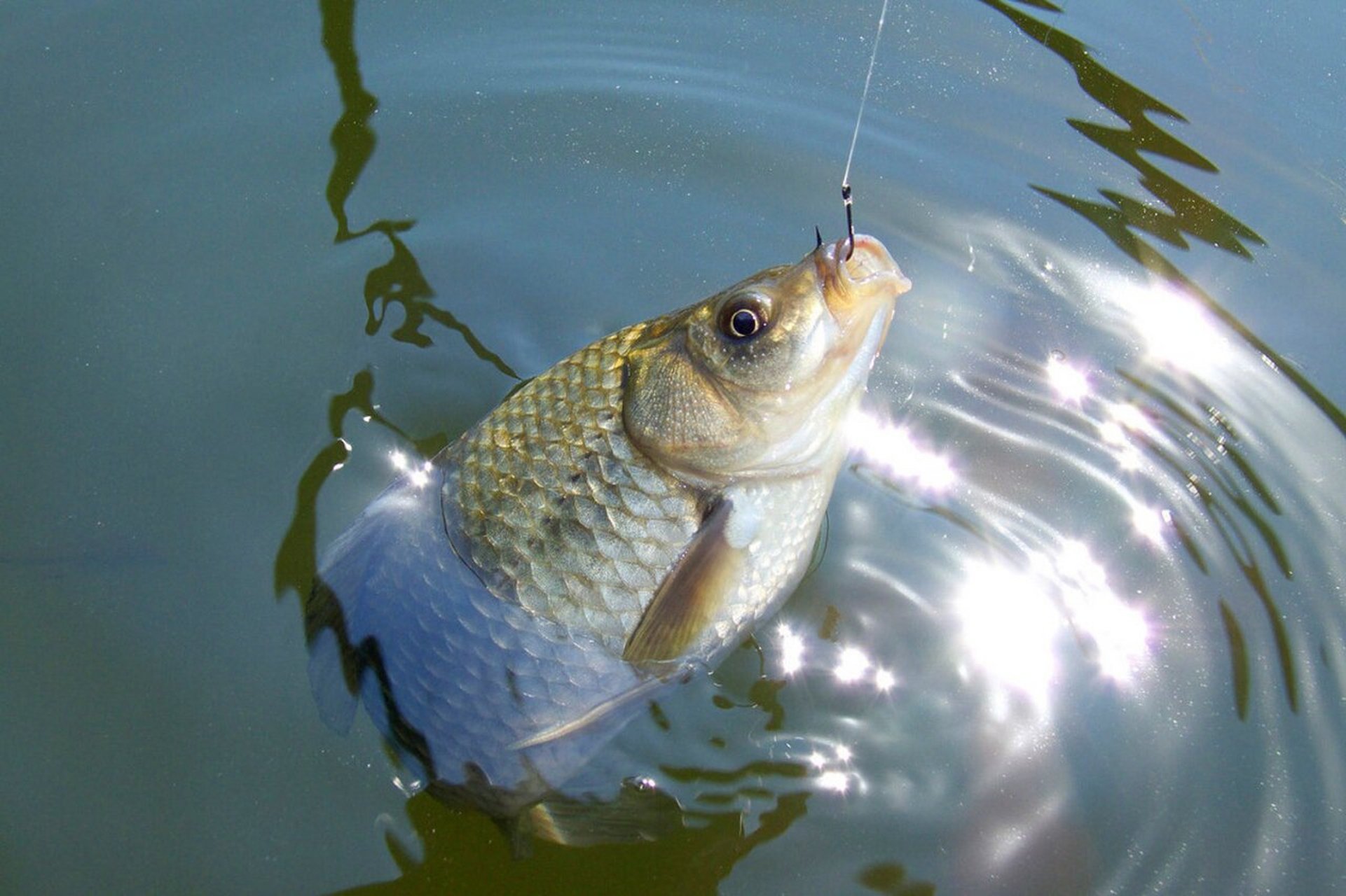 大鲫鱼的在秋天的觅食规律,钓大鲫鱼的关键 秋风习习送凉爽,野钓鲫鱼