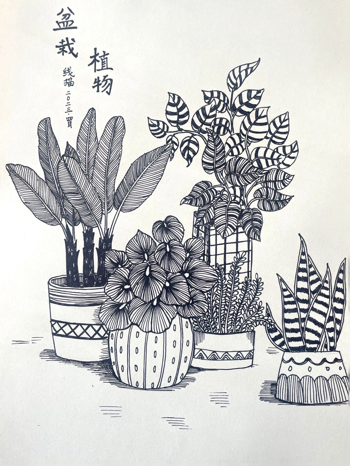 线描《盆栽植物