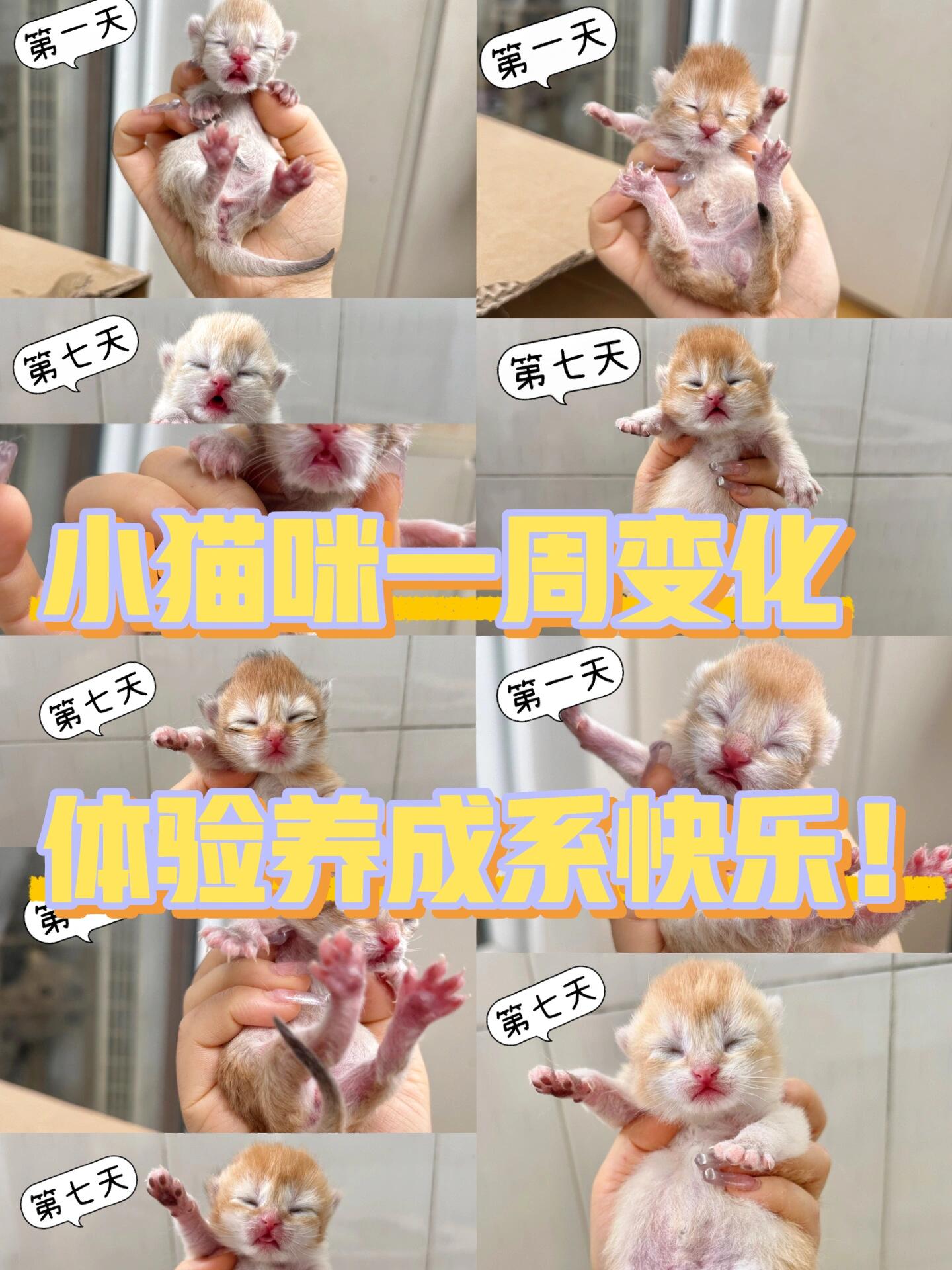 一周的小猫咪变化好大7215给新手养猫一些建议