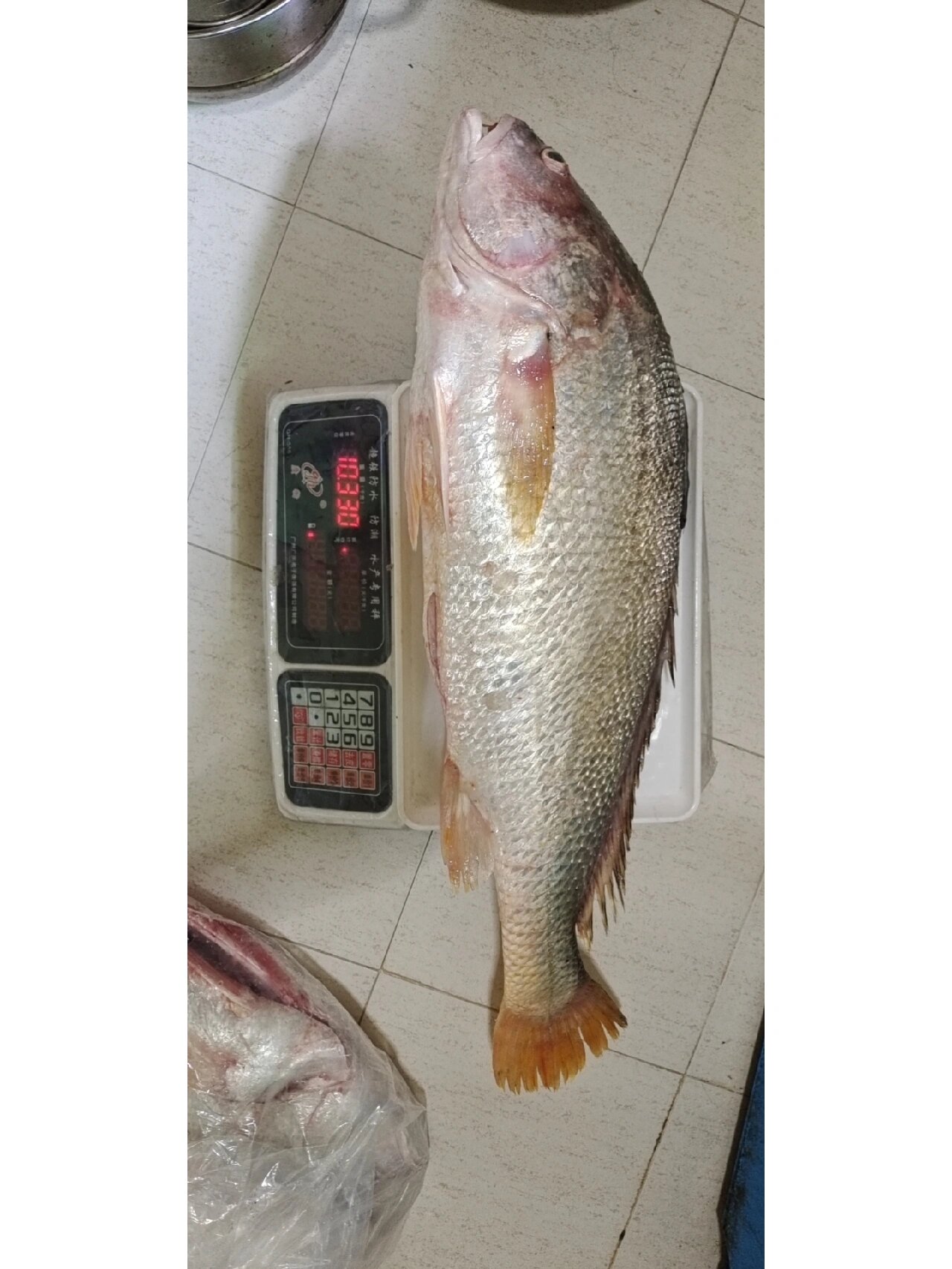 本港野生白花鱼