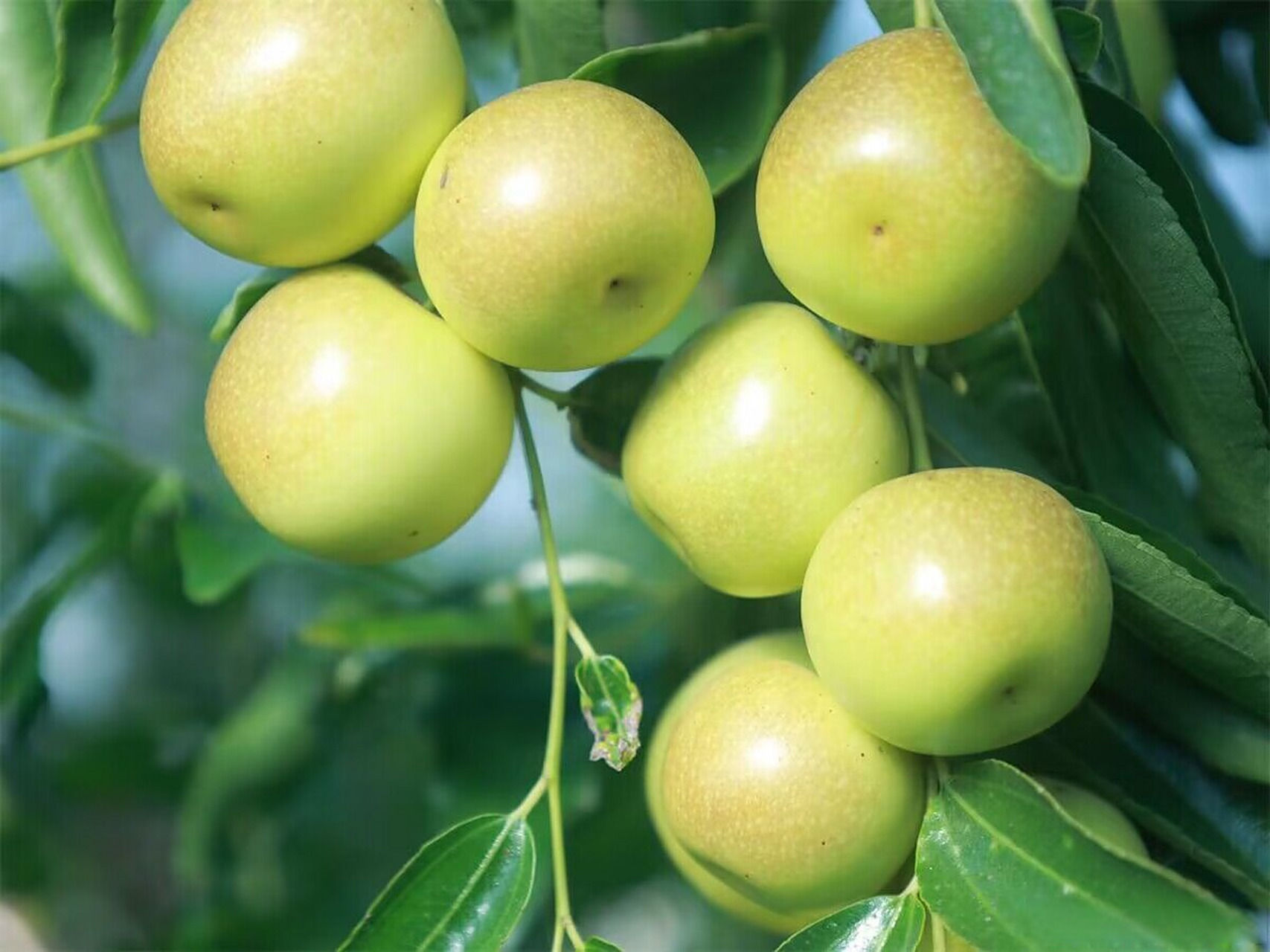 (乡村振兴)安徽亳州谯城区华佗镇:冬枣俏枝头 果农迎丰收  金秋时节