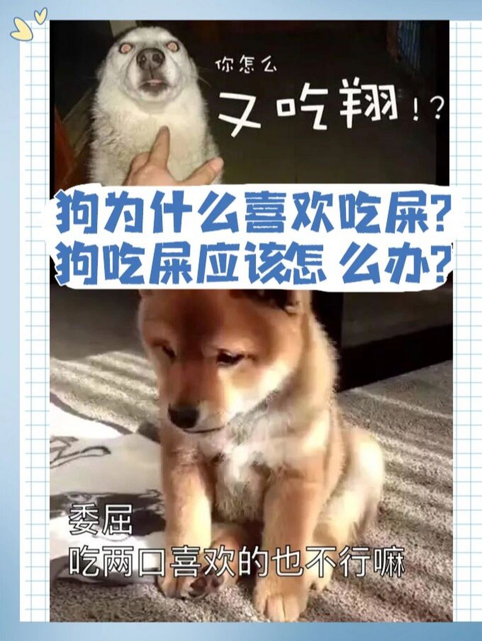 狗为什么喜欢吃屎71狗吃狗屎怎么办7215 导读: 一般来说,导致
