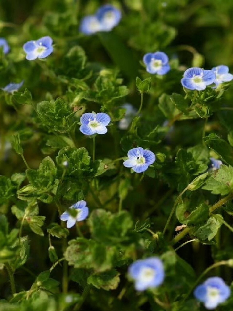 每日植物 |阿拉伯婆婆纳 传说在春天万物复苏,大地回春的时候,有一位